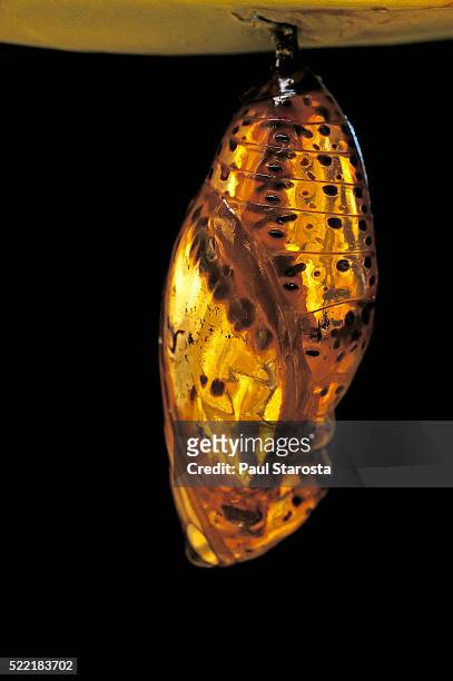 idea blanchardii (blanchard's ghost) - pupa - crystalists stock pictures, royalty-free photos & images