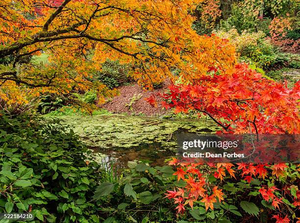 window on the pond - washington park arboretum foto e immagini stock