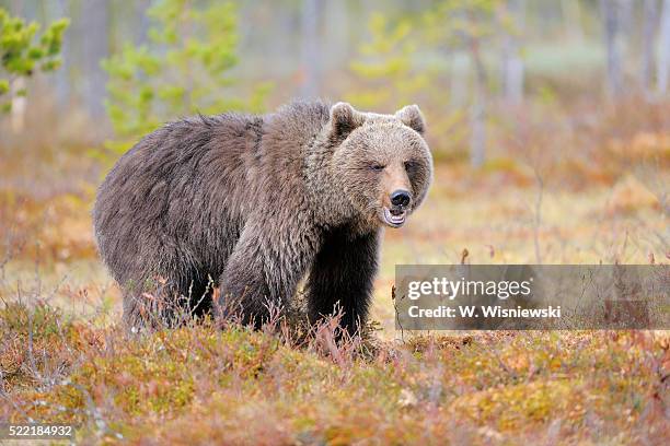 brown bear (ursus arctos) on bog, kuusamo, finland - brown bear stock pictures, royalty-free photos & images