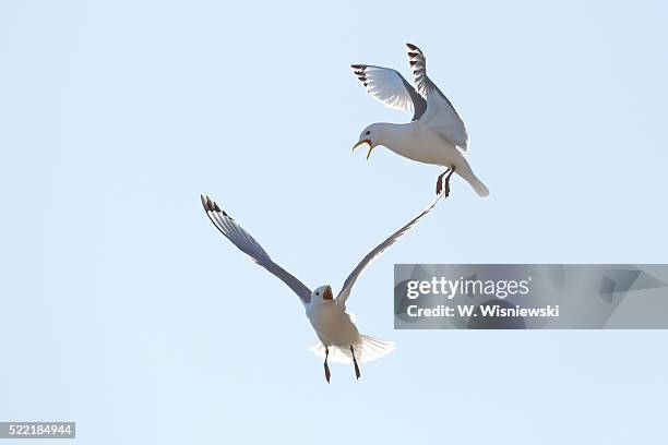 fighting kittiwake (larus tridactyla) - kittiwake stock pictures, royalty-free photos & images