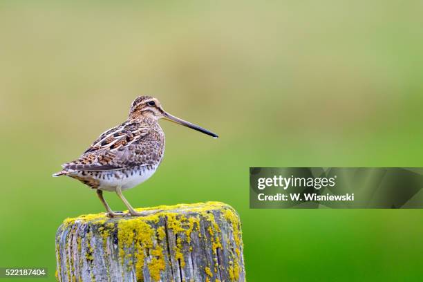 common snipe (gallinago gallinago) - common snipe stock pictures, royalty-free photos & images