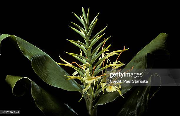 hedychium gardnerianum (kahili ginger, kahila garland-lily, ginger lily, wild ginger) - hedychium gardnerianum stock pictures, royalty-free photos & images