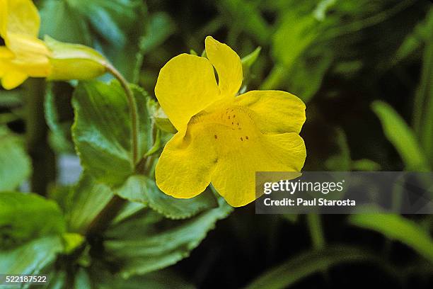 mimulus guttatus (seep monkeyflower, common monkeyflower) - mímulo - fotografias e filmes do acervo