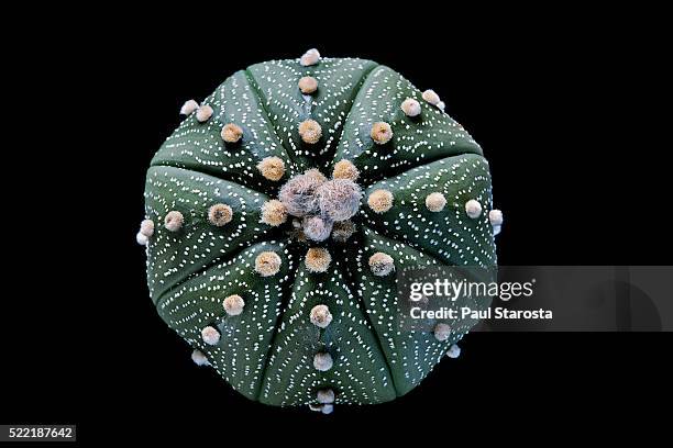 astrophytum asterias (sand dollar cactus, sea urchin cactus, star cactus, star peyote) - mezcal fotografías e imágenes de stock