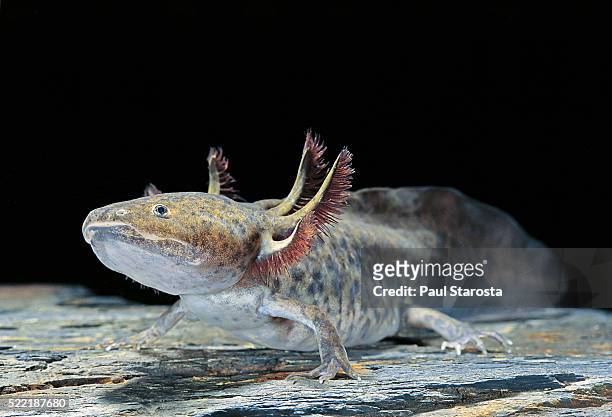 ambystoma mexicanum (axolotl) - salamandra fotografías e imágenes de stock