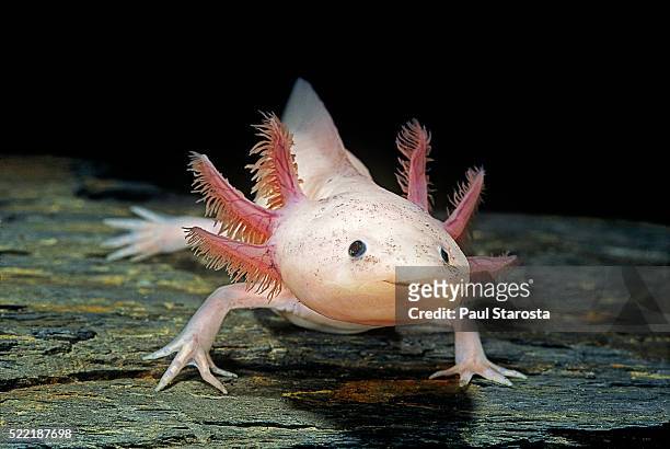 ambystoma mexicanum f. leucistic (axolotl) - branchia foto e immagini stock