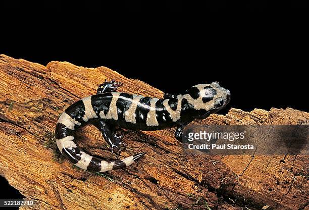 ambystoma opacum (marbled salamander) - salamandra fotografías e imágenes de stock