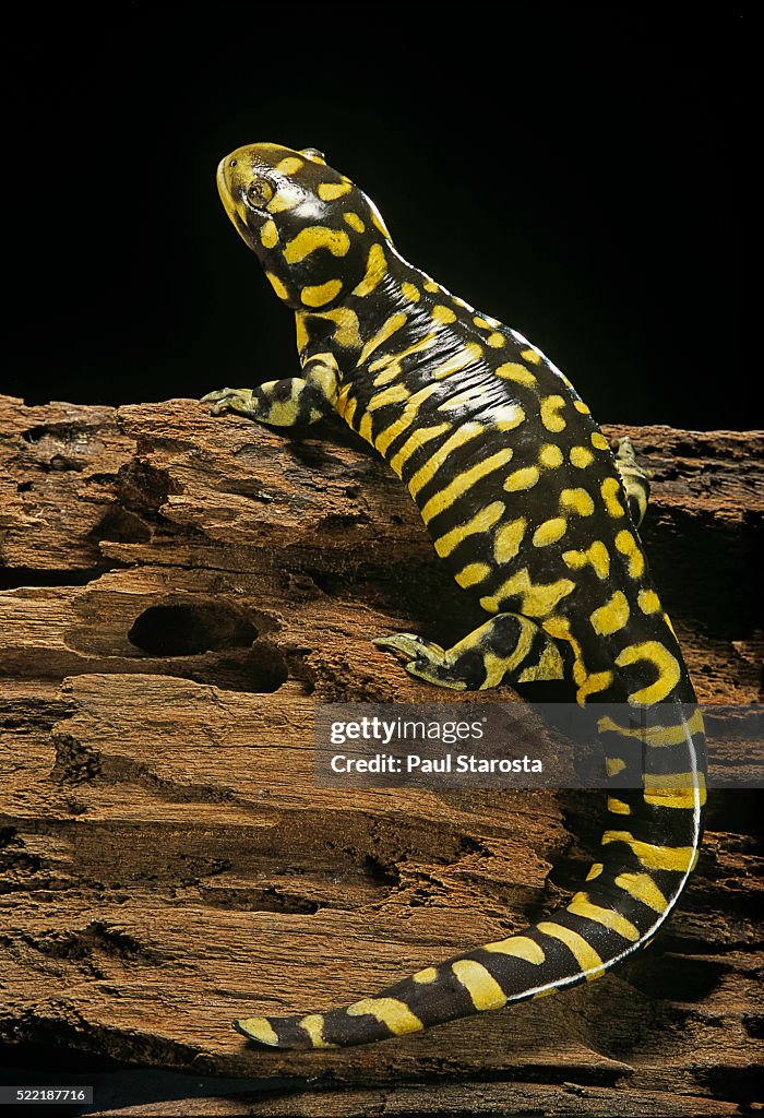 Ambystoma tigrinum tigrinum (tiger salamander)