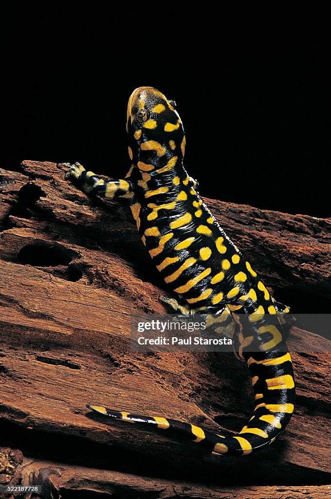 Ambystoma tigrinum tigrinum (tiger salamander)