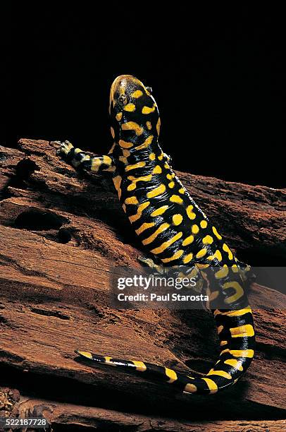 ambystoma tigrinum tigrinum (tiger salamander) - ambystoma tigrinum stock pictures, royalty-free photos & images