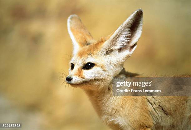 algeria, sahara, desert, fennek - fennec fox stock pictures, royalty-free photos & images