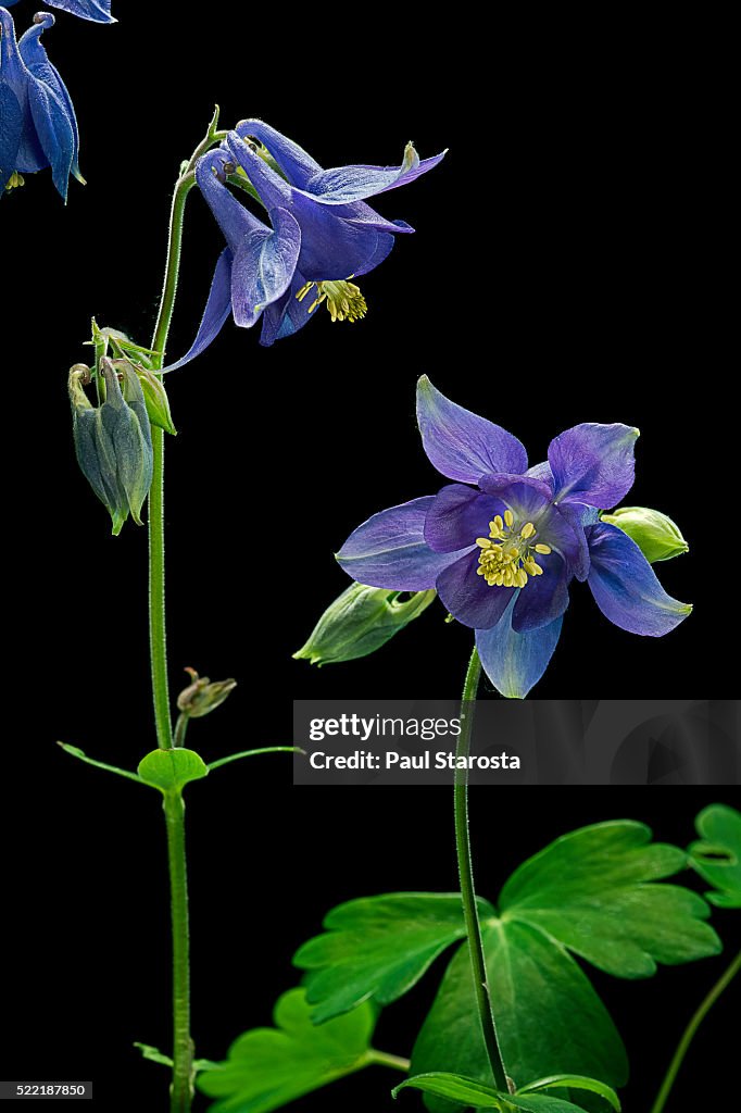 Aquilegia vulgaris (European columbine, common columbine, granny's nightcap, granny's bonnet)