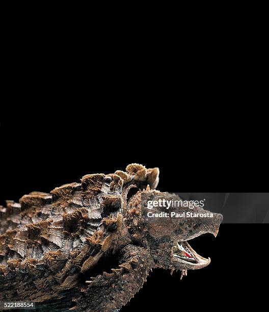 macroclemys temminckii (alligator snapping turtle) - temminckii stock pictures, royalty-free photos & images