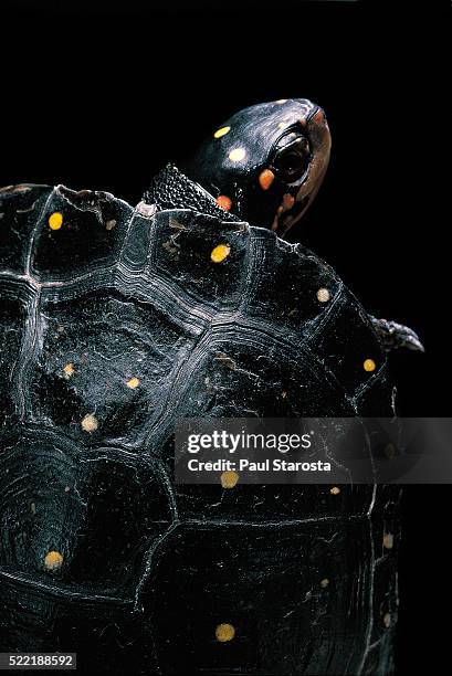 clemmys guttata (spotted turtle) - spotted turtle stock pictures, royalty-free photos & images