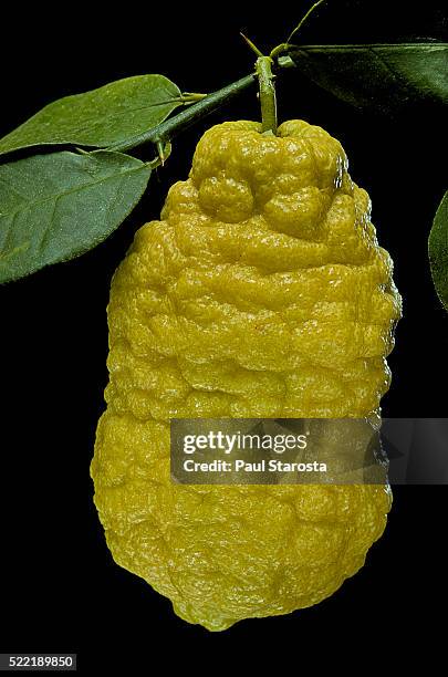 citrus medica 'vozza vozza' (vozza vozza citron) - cidra frutas cítricas - fotografias e filmes do acervo