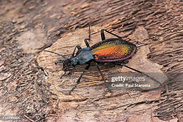carabus hispanus (ground beetle) - carabus hispanus stock pictures, royalty-free photos & images