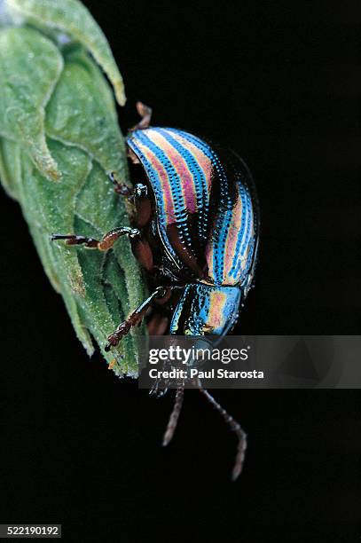 chrysolina cerealis (rainbow leaf beetle) - chrysolina stock pictures, royalty-free photos & images