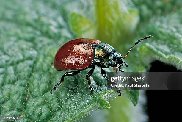 chrysolina polita (leaf beetle) - chrysolina stock pictures, royalty-free photos & images