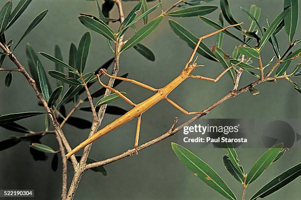 clonopsis gallica (french stick insect) - walking stick stock pictures, royalty-free photos & images