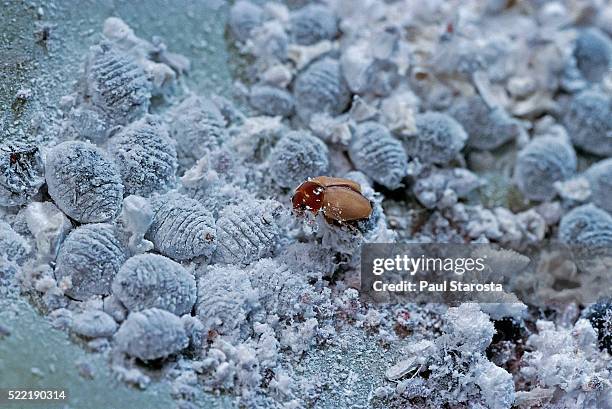 192 Cochineal Insect Stock Photos, High-Res Pictures, and Images ...