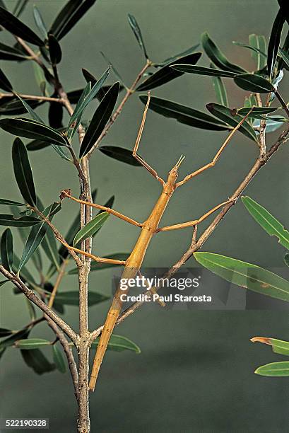 Thunderstick Insect 755,917 Phasmatodea Or Phasmida Or Phasmatoptera Or Stick Insects Or ...