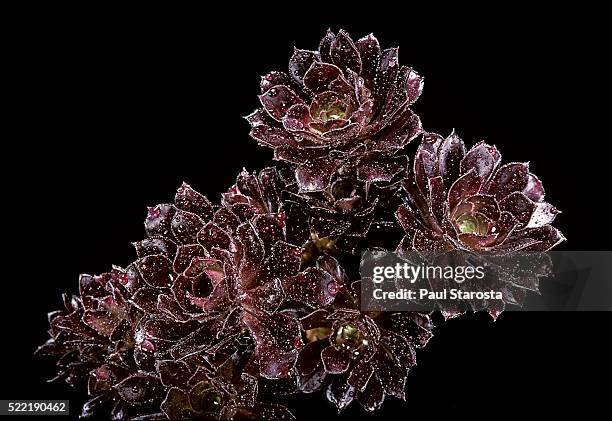 aeonium arboreum 'atropurpureum' (tree aeonium, tree houseleek, irish rose) - houseleek stock pictures, royalty-free photos & images