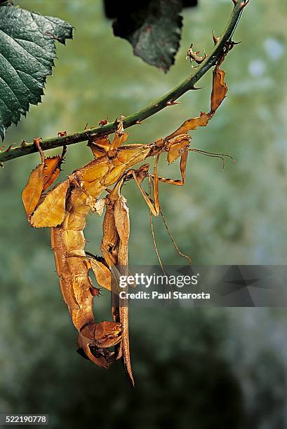 Thunderstick Insect Phasmatodea Or Phasmida Or Phasmatoptera Or Stick Insects Or Stick Bugs ...