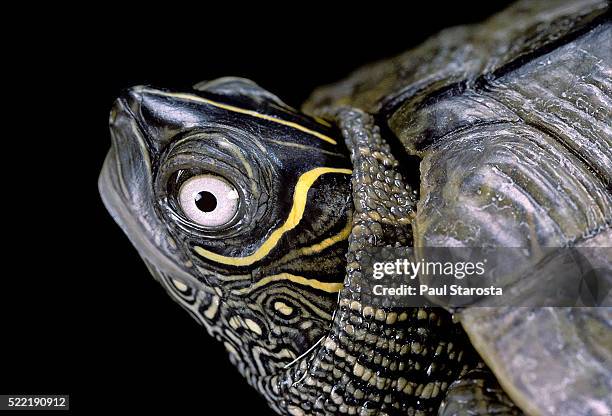 graptemys pseudogeographica (false map turtle) - graptemys pseudogeographica stock pictures, royalty-free photos & images