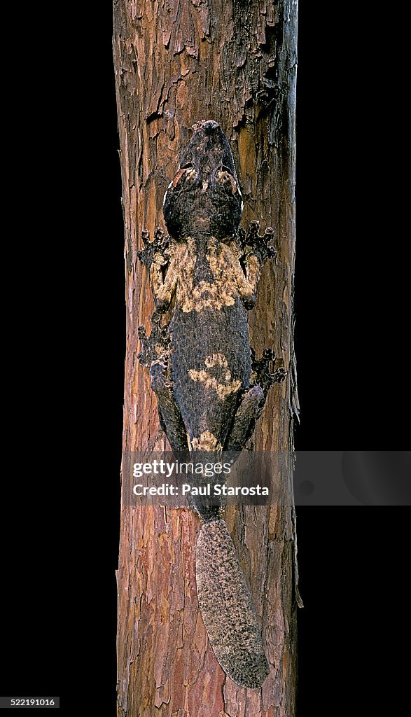Uroplatus henkeli (flat-tailed gecko)