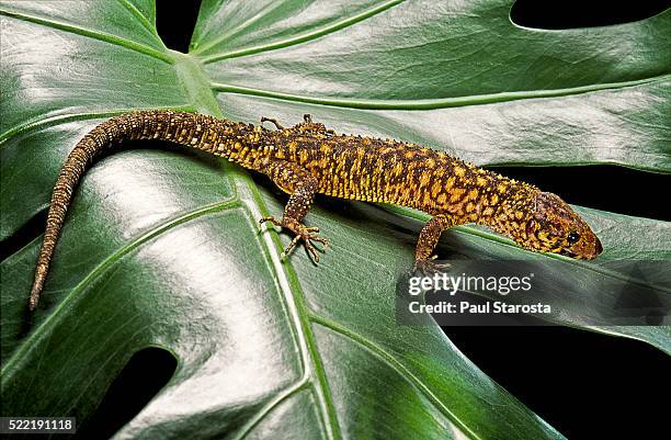 lepidophyma flavimaculatum (bark lizard) - lepidophyma flavimaculatum stock pictures, royalty-free photos & images