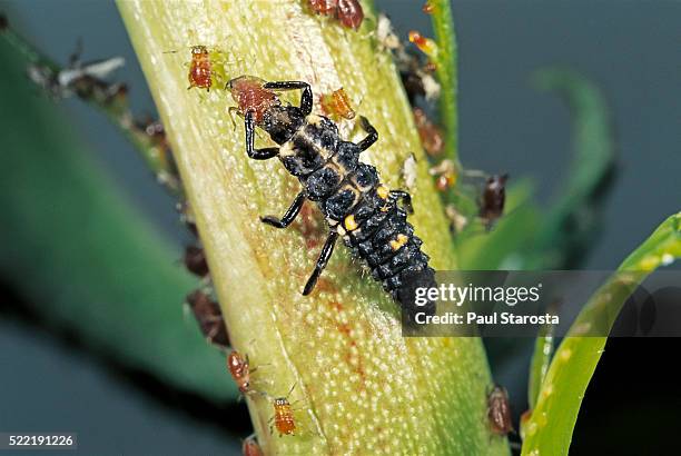 adalia bipunctata (twospotted lady beetle) - larva devouring aphids - aphid stock pictures, royalty-free photos & images