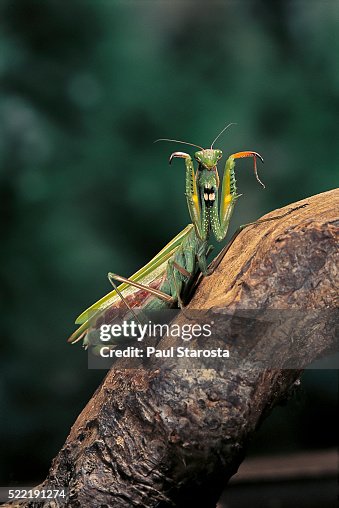 Mantis Warning Display Mantis Religiosa In Defensive Posture Threat Display High-Res Stock ...
