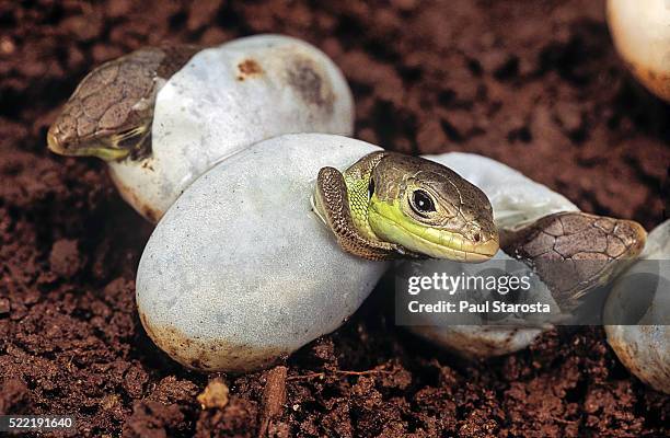 lizard hatching