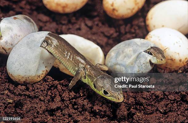 lizard hatching