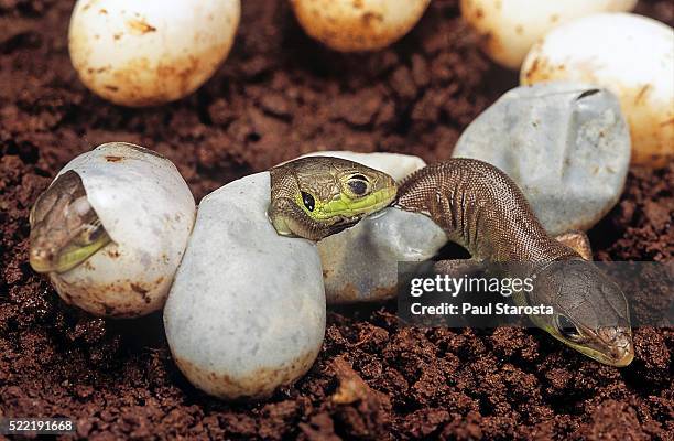 lacerta bilineata (western green lizard) - hatching - lizard stock pictures, royalty-free photos & images