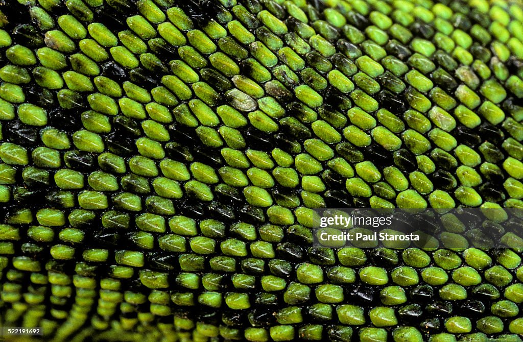 Lacerta bilineata (western green lizard) - back scales