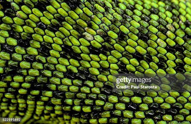 lacerta bilineata (western green lizard) - back scales - animal scale stock pictures, royalty-free photos & images