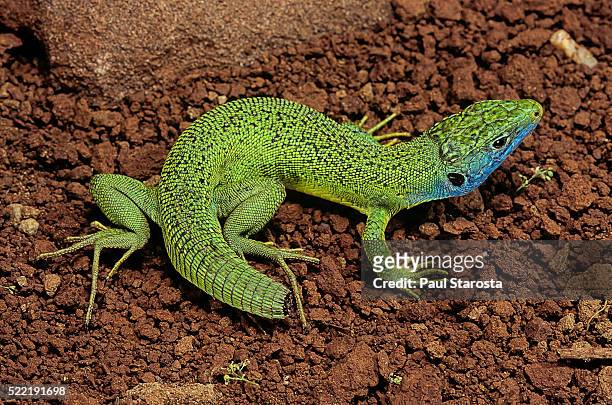 lacerta bilineata (western green lizard) - with newly dropped tail - lagarto imagens e fotografias de stock