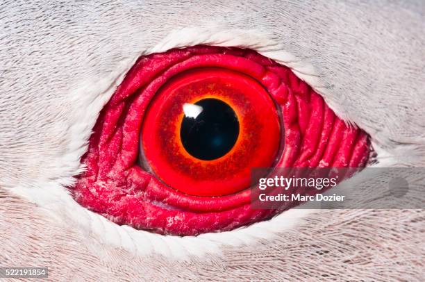 finsch's imperial pigeon eye - tierisches auge stock-fotos und bilder