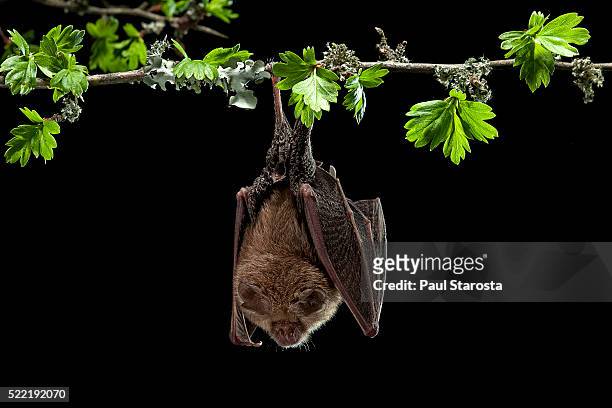 rhinolophus hipposideros (lesser horseshoe bat) - horseshoe stock pictures, royalty-free photos & images