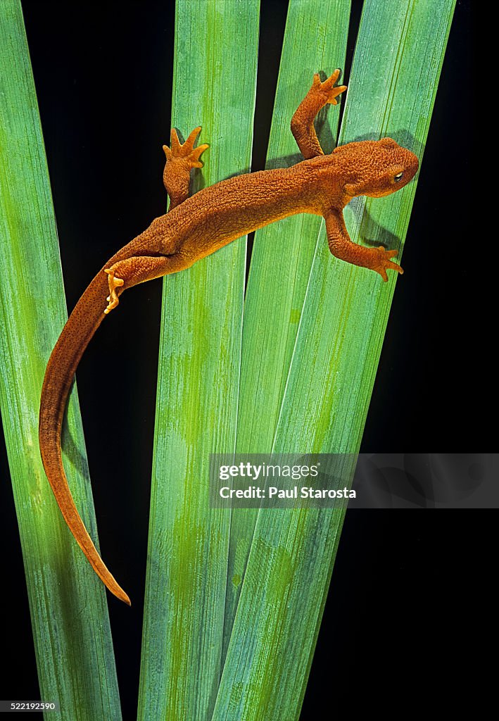 Taricha granulosa (rough-skinned newt)