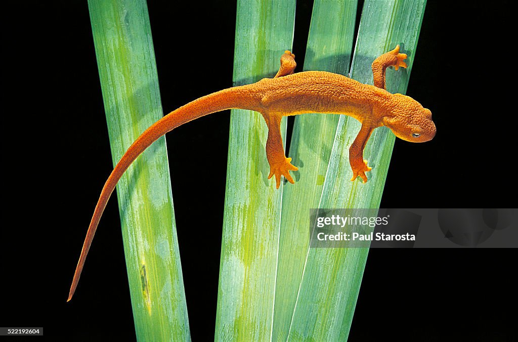 Taricha granulosa (rough-skinned newt)