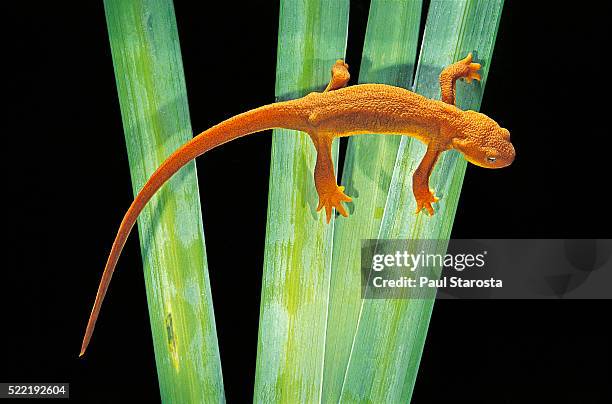 taricha granulosa (rough-skinned newt) - newt stock pictures, royalty-free photos & images