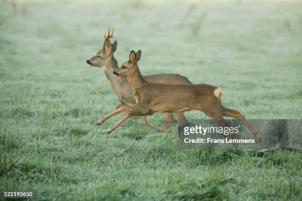 netherlands, couple of roe or deer - roe deer foto e immagini stock
