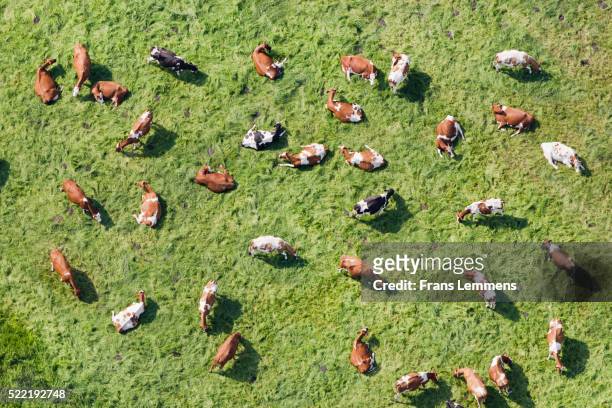 netherlands, westbroek, cows in meadow ruminate. aerial - viehweide stock-fotos und bilder