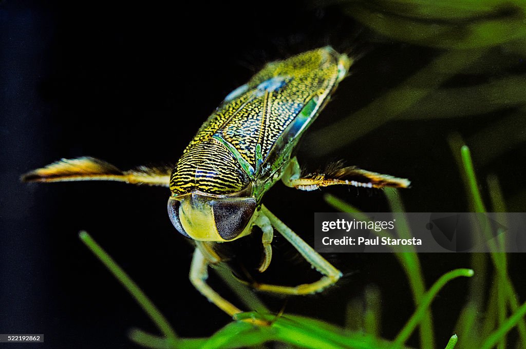 Corixa Insect Corixa Sp High-Res Stock Photo - Getty Images