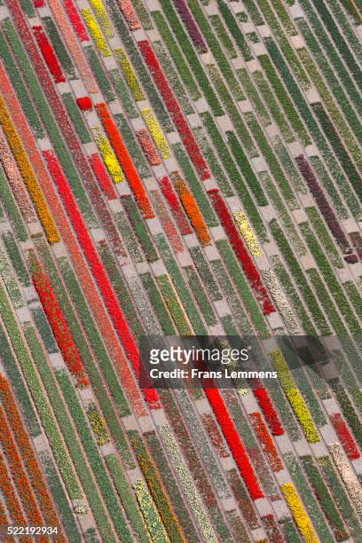 netherlands, lisse, fields of tulips, aerial - lisse stock pictures, royalty-free photos & images