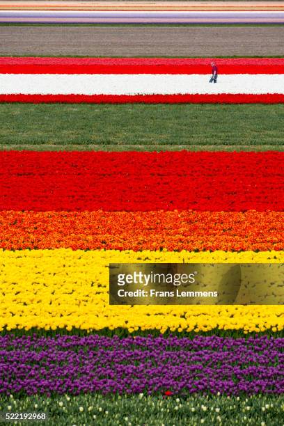 netherlands, lisse, fields of tulips, farmer at work, aerial - lisse stock pictures, royalty-free photos & images