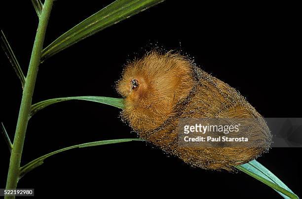 flannel moth caterpillar or puss caterpillar - caterpillar stock-fotos und bilder