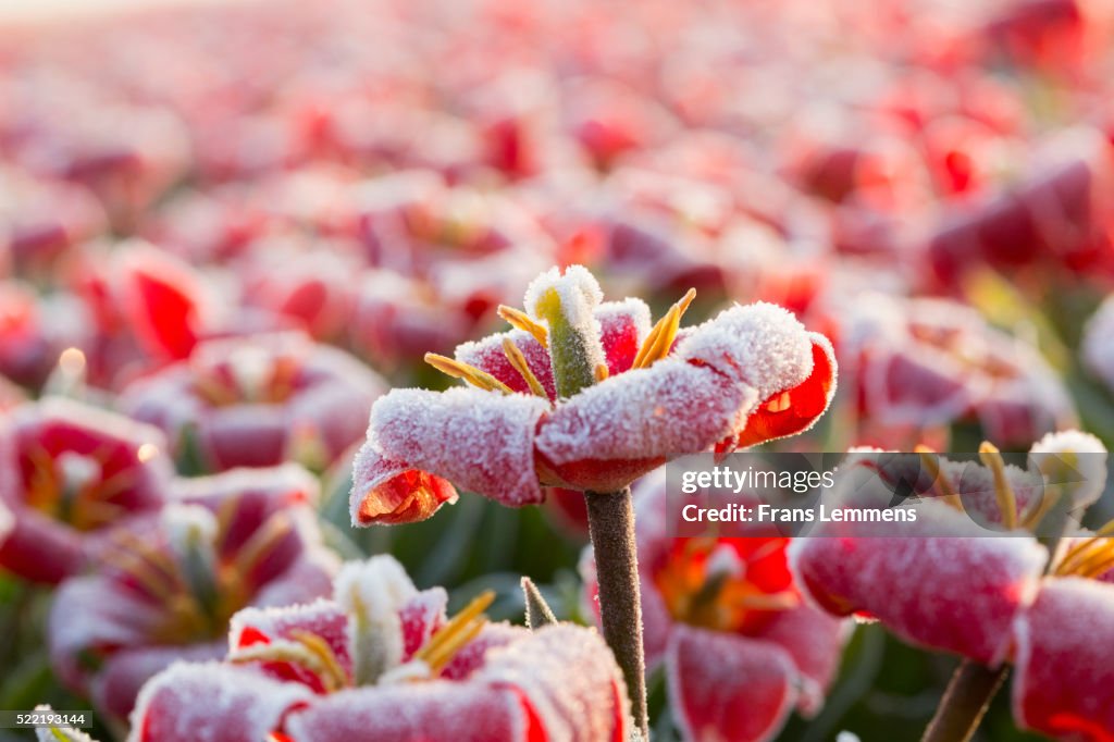 Netherlands, Lisse, Tulips covered by frost